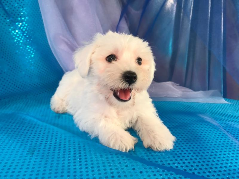 All White Female Mini Schnoodle Puppy for Sale DOB 6-4-17 $950